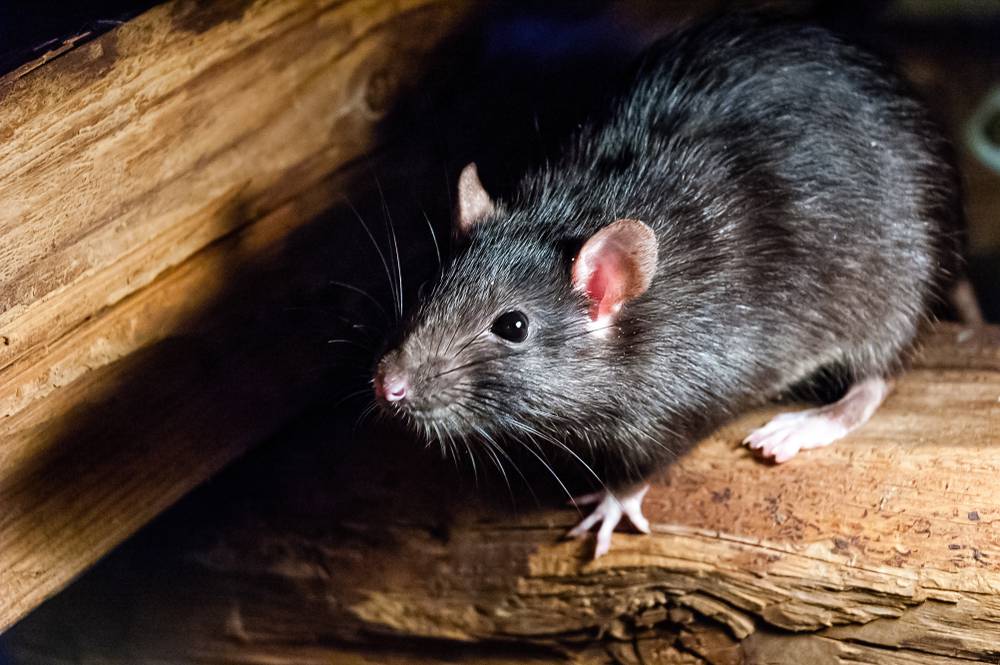 Control de roedores en Maldonado y Punta del Este — Plagas UY