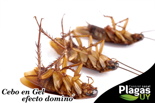 Gel de Efecto Dominó anti cucarachas — tratamiento no tóxico aplicado por Plagas UY en Montevideo