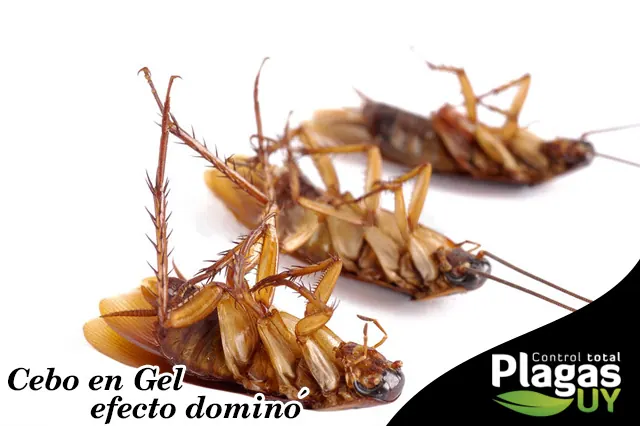 Gel de Efecto Dominó anti cucarachas — tratamiento no tóxico aplicado por Plagas UY en Montevideo