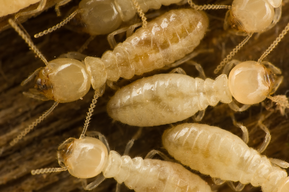 Termites header