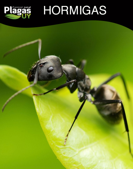 hormigas exterminar plagas uy
